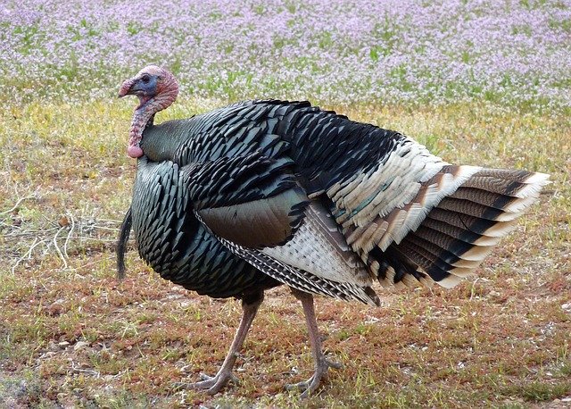 a wild turkey